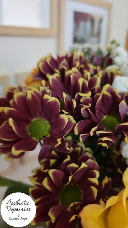 crizanteme burgundy-galben