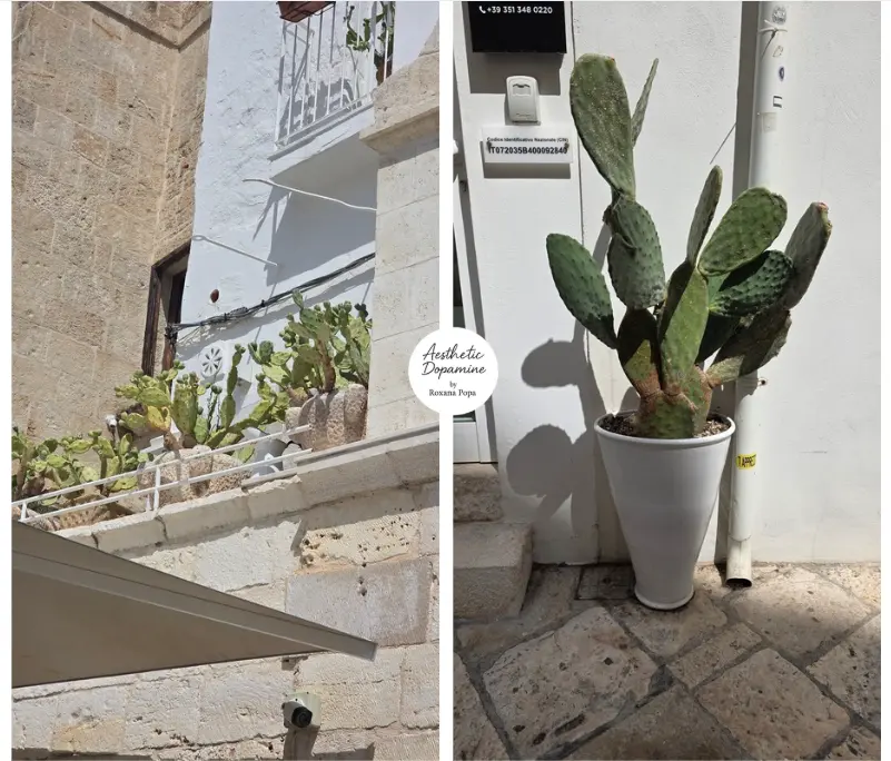 cactusii si plantele suculente de un verde sculptural